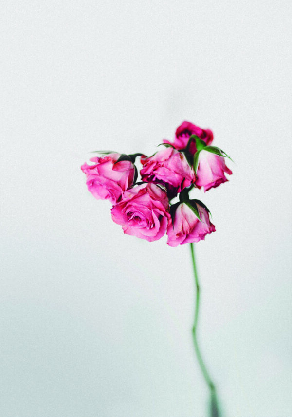 Ramo minimalista de rosas rosadas