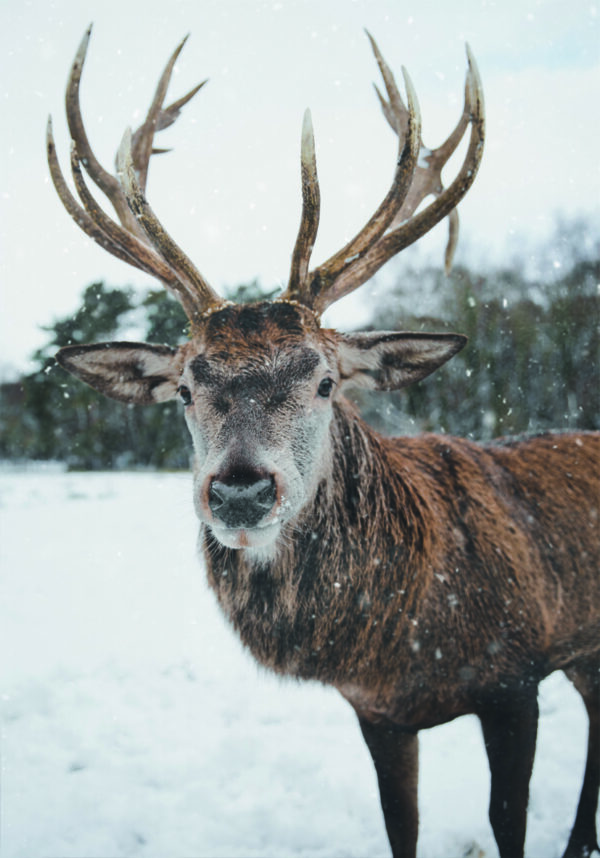 Ciervo majestuoso en un bosque nevado.