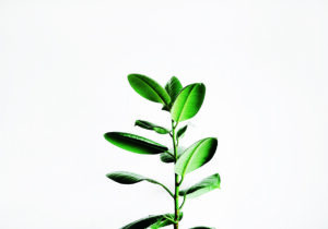 Planta verde elegante sobre fondo blanco.