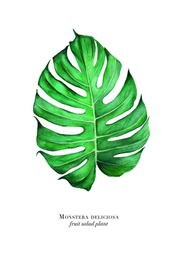 Ilustración artística de una hoja de monstera deliciosa.