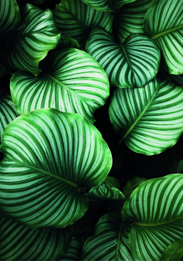 Patrón moderno de hoja tropical verde a rayas.