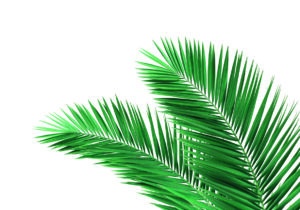 Hojas de palma verde sobre fondo blanco