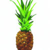 Ilustración realista de una piña para un diseño fresco.