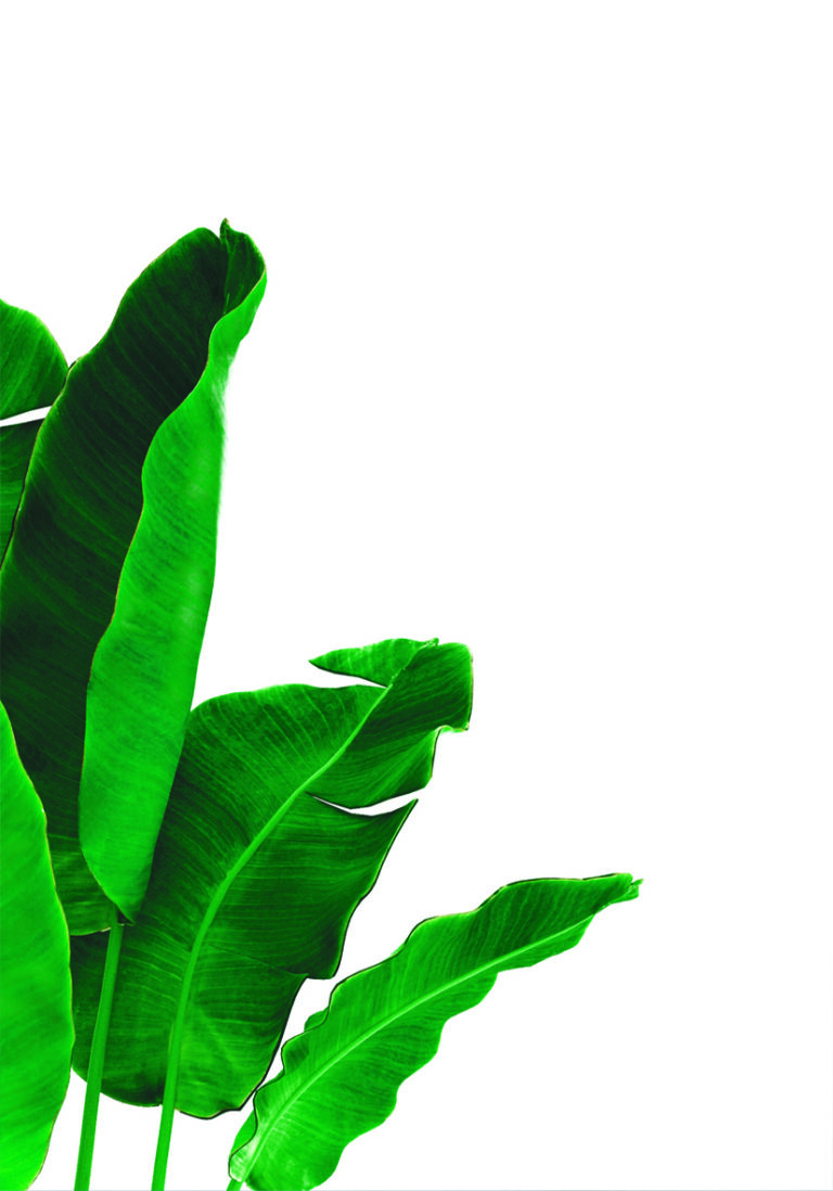 Hojas de Plátano Tropicales: Arte Botánico para Ambientes Exóticos