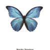 Mariposa Morpho Azul: Arte Minimalista en Blanco y Negro