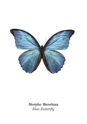 Mariposa Morpho Azul: Arte Minimalista en Blanco y Negro