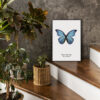 Mariposa Morpho Azul: Arte Minimalista en Blanco y Negro