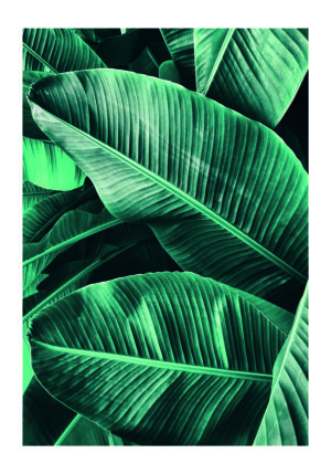 Textura vívida de hoja de plátano