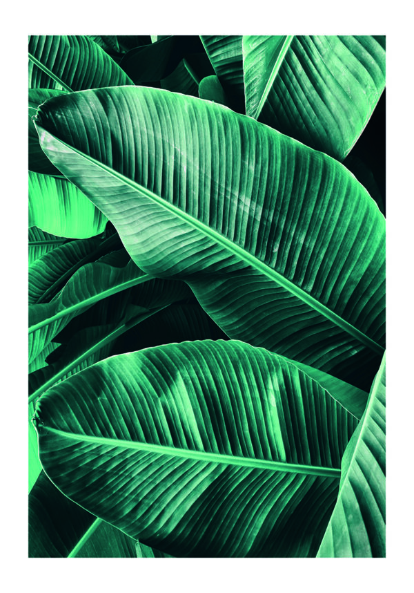 Textura vívida de hoja de plátano