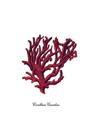 Ilustración de coral rojo sobre fondo blanco