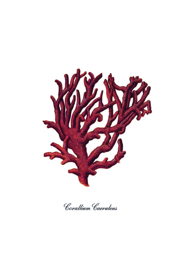 Ilustración de coral rojo sobre fondo blanco