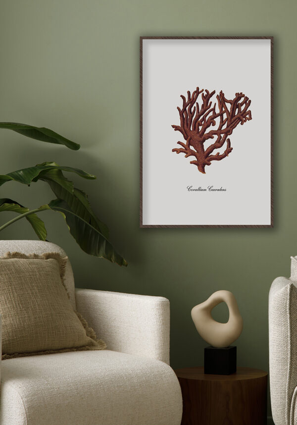 Ilustración de coral rojo sobre fondo blanco