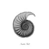 Ilustración detallada de una concha de nautilus