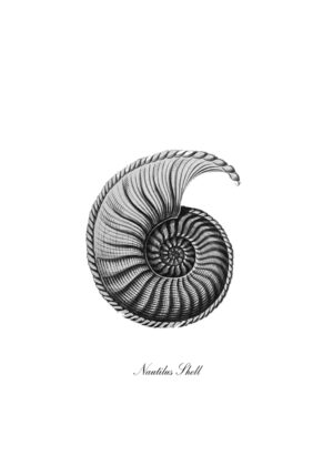 Ilustración detallada de una concha de nautilus