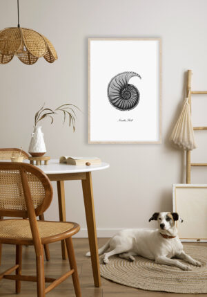 Ilustración detallada de una concha de nautilus