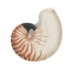 Ilustración vintage de concha de nautilus