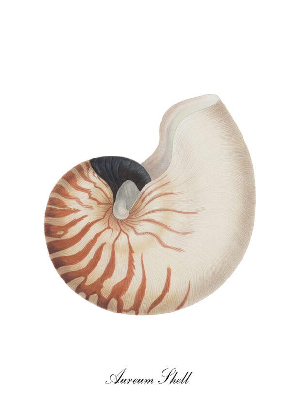 Ilustración vintage de concha de nautilus