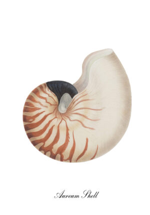 Ilustración vintage de concha de nautilus
