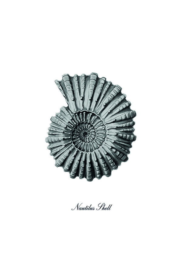 Ilustración monocromática de concha de nautilus