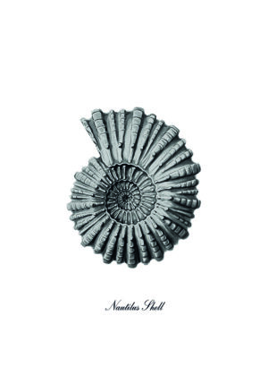 Ilustración monocromática de concha de nautilus