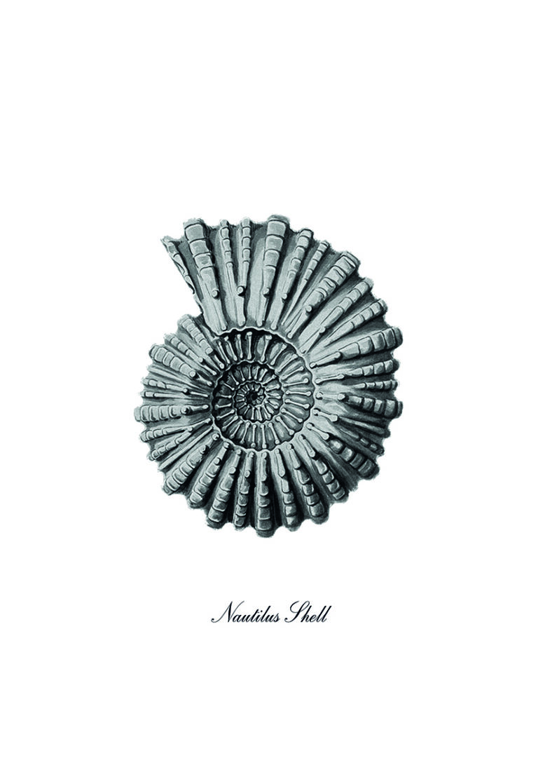 Ilustración monocromática de concha de nautilus