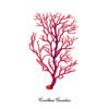 Ilustración detallada de coral rojo