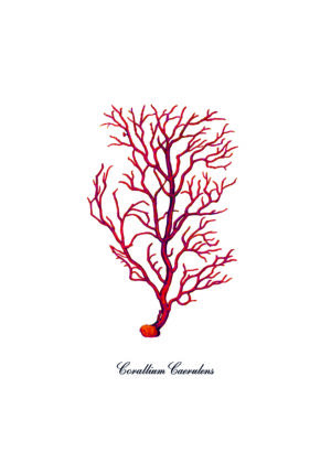 Ilustración detallada de coral rojo