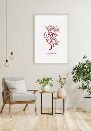 Ilustración detallada de coral rojo