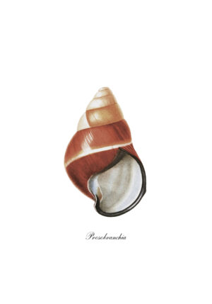 Ilustración de una concha Prosobranchia