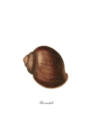 Ilustración de concha marina roja sobre fondo blanco