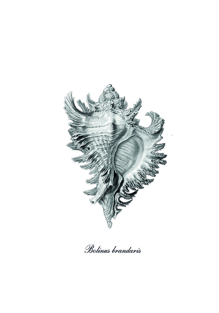 Grabado detallado de Bolinus brandaris