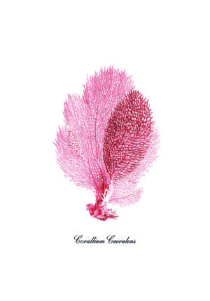 Ilustración minimalista de abanico de coral