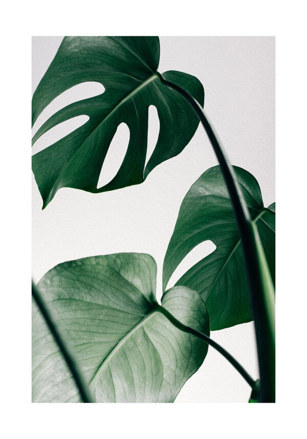 Hojas de monstera con fondo minimalista