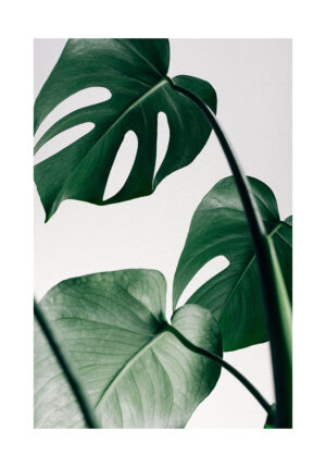Hojas de monstera con fondo minimalista