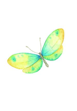 Ilustración en acuarela de mariposa colorida