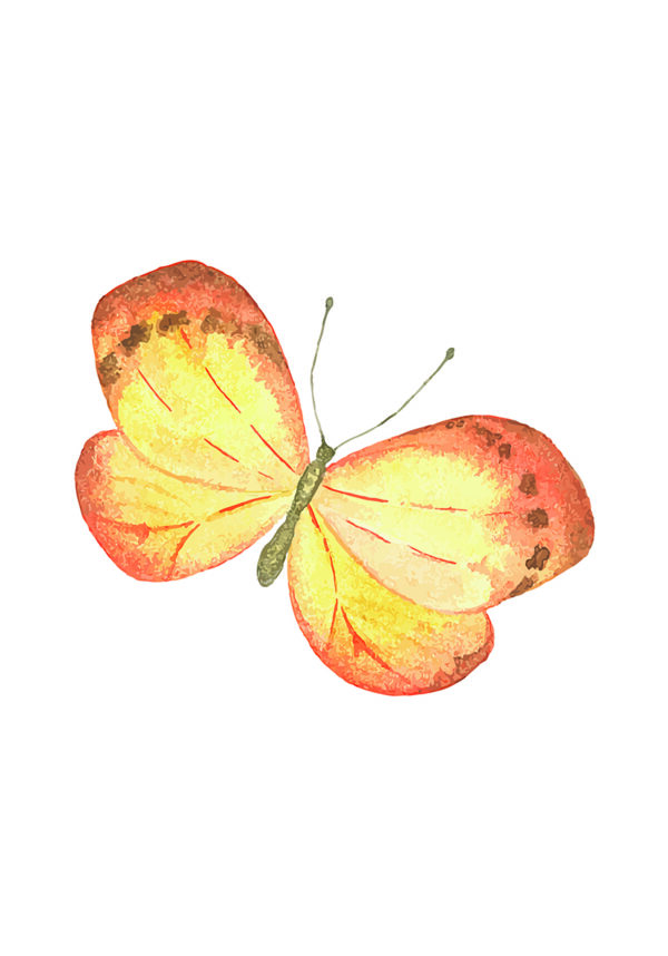 Ilustración de mariposa naranja en acuarela