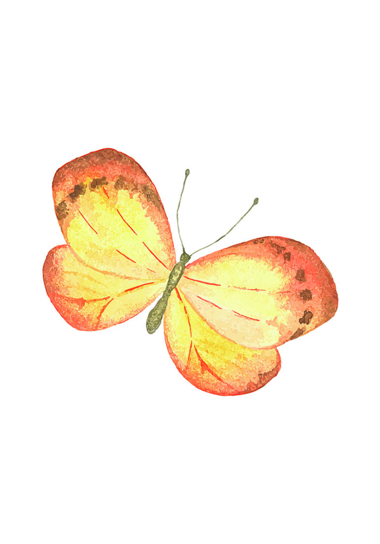 Ilustración de mariposa naranja en acuarela