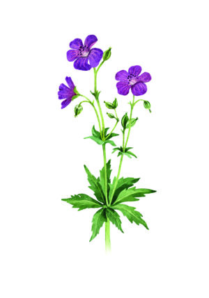 Ilustración en acuarela de flores moradas vibrantes