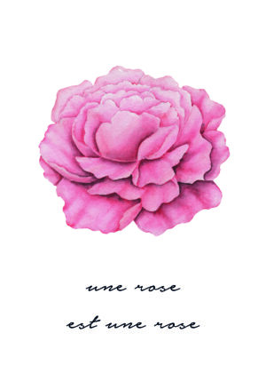 Ilustración elegante de rosa rosa