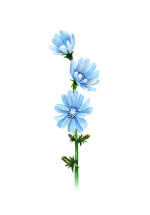 Ilustración botánica de flores silvestres azules