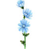 Ilustración botánica de flores silvestres azules