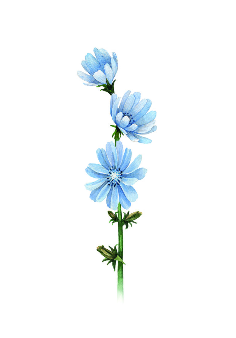 Ilustración botánica de flores silvestres azules