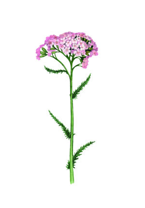 Ilustración botánica de flor rosa elegante