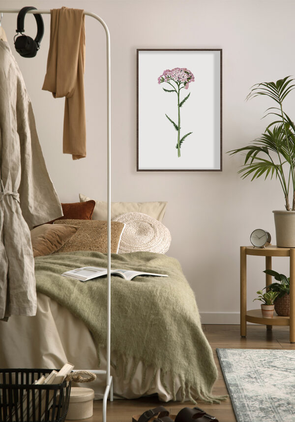 Ilustración botánica de flor rosa elegante