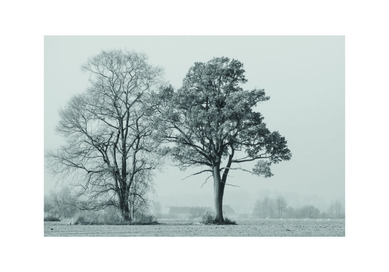 Árboles invernales en blanco y negro con ambiente sereno