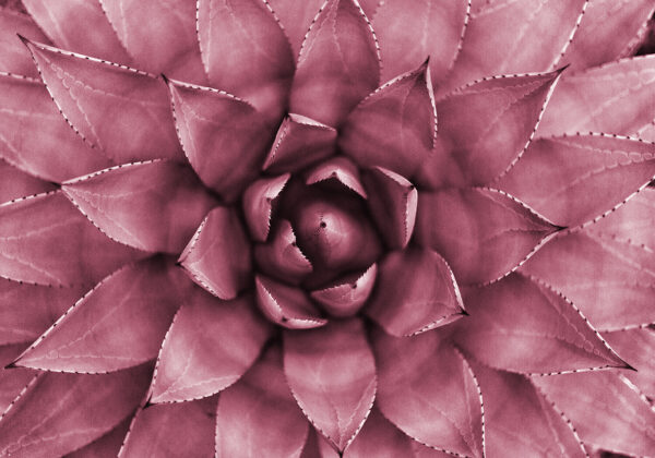 Primer plano abstracto y simétrico de un cactus