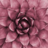Primer plano abstracto y simétrico de un cactus