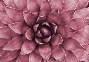 Primer plano abstracto y simétrico de un cactus