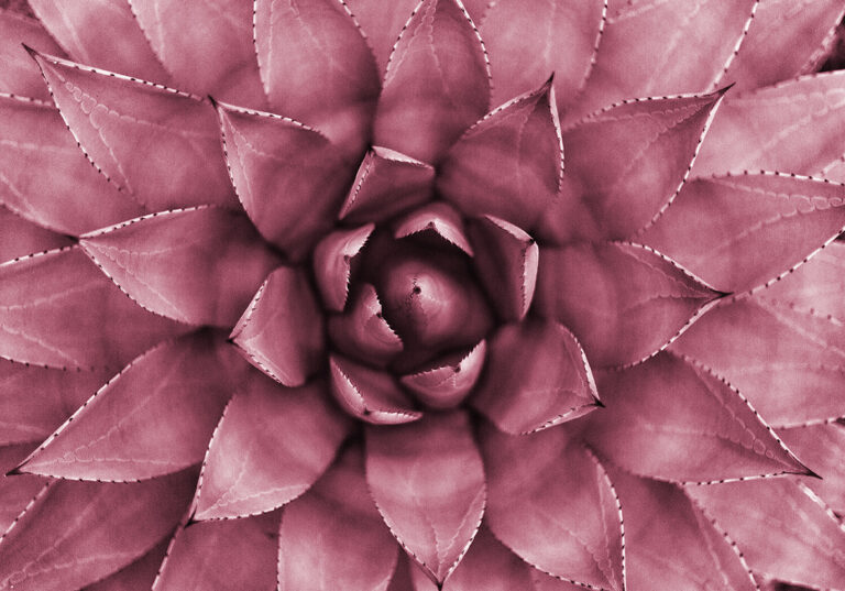 Primer plano abstracto y simétrico de un cactus