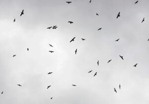 Bandada de pájaros en pleno vuelo